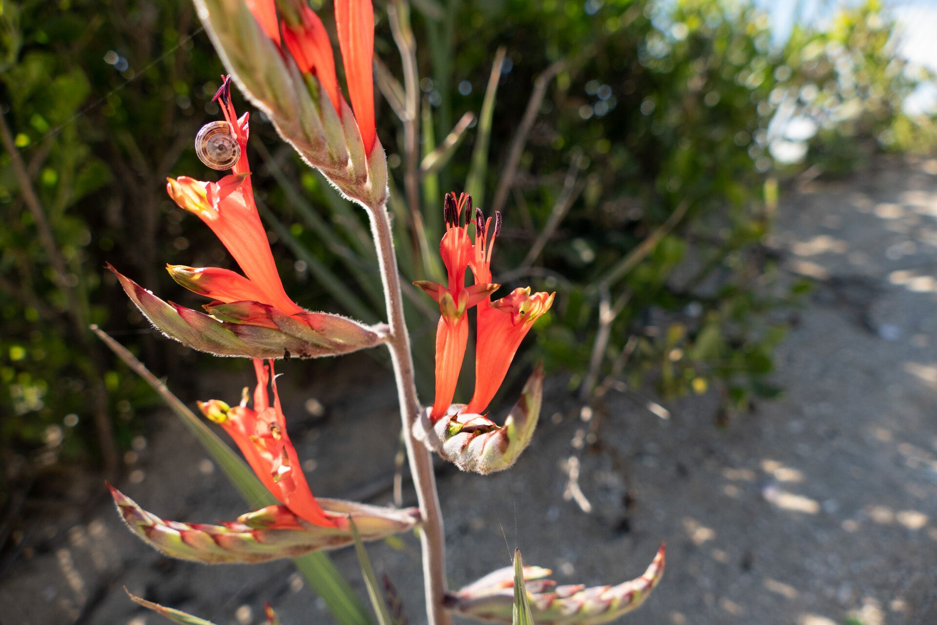 Babiana hirsuta — houseplant care guide