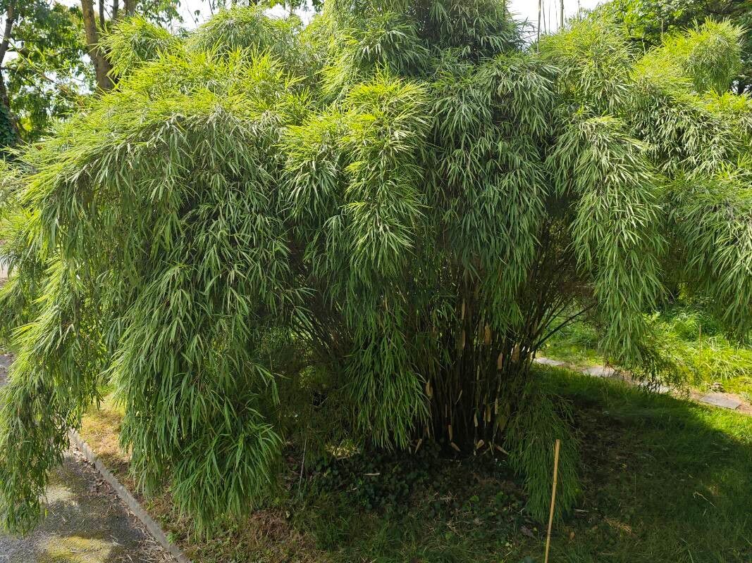 Yushania velutina — houseplant care guide