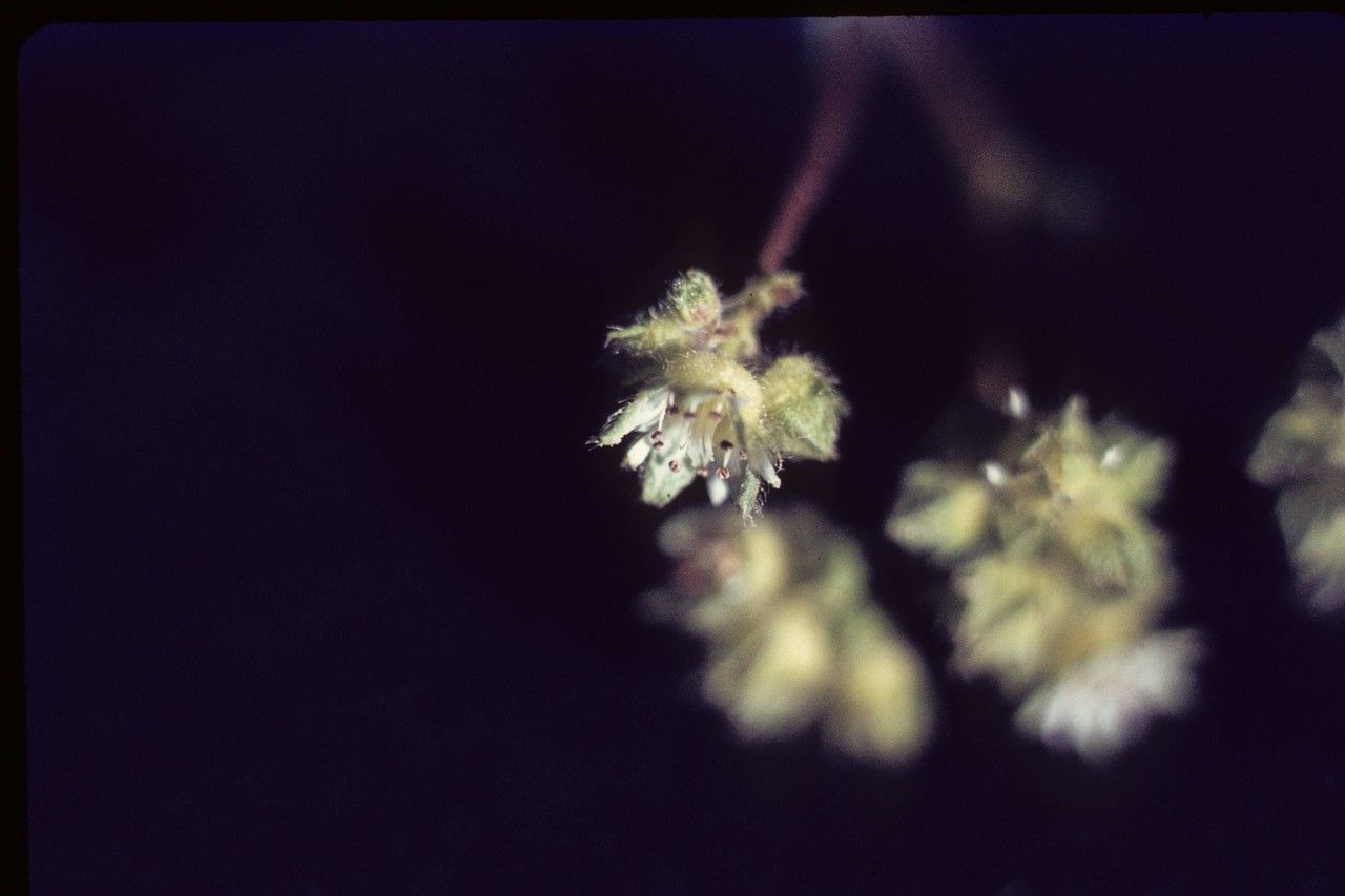 Potentilla tilingii flower