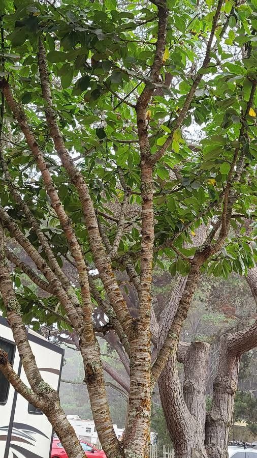 Acropogon macrocarpus bark