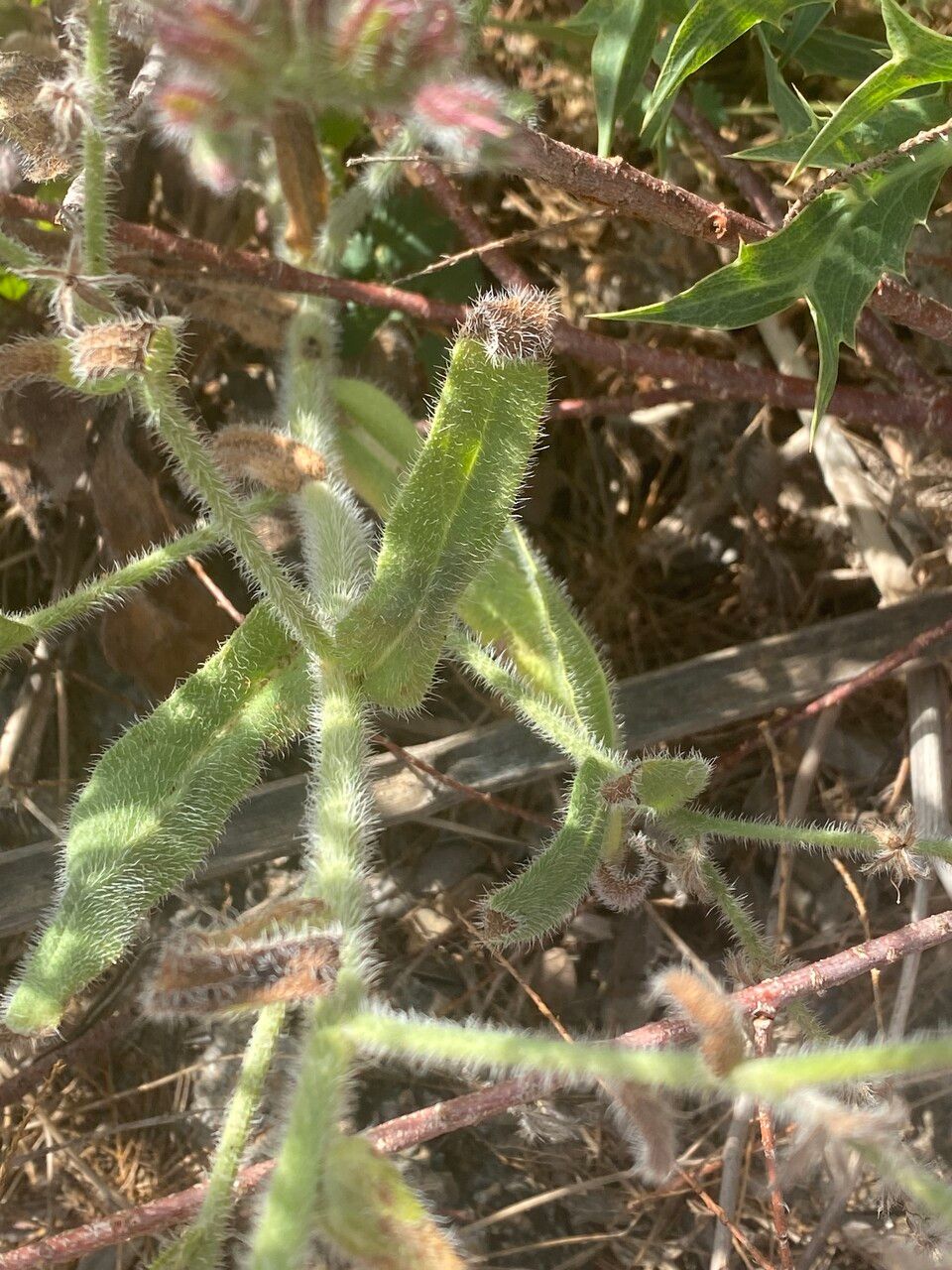 Anchusa strigosa — search result for 'Lebanon'