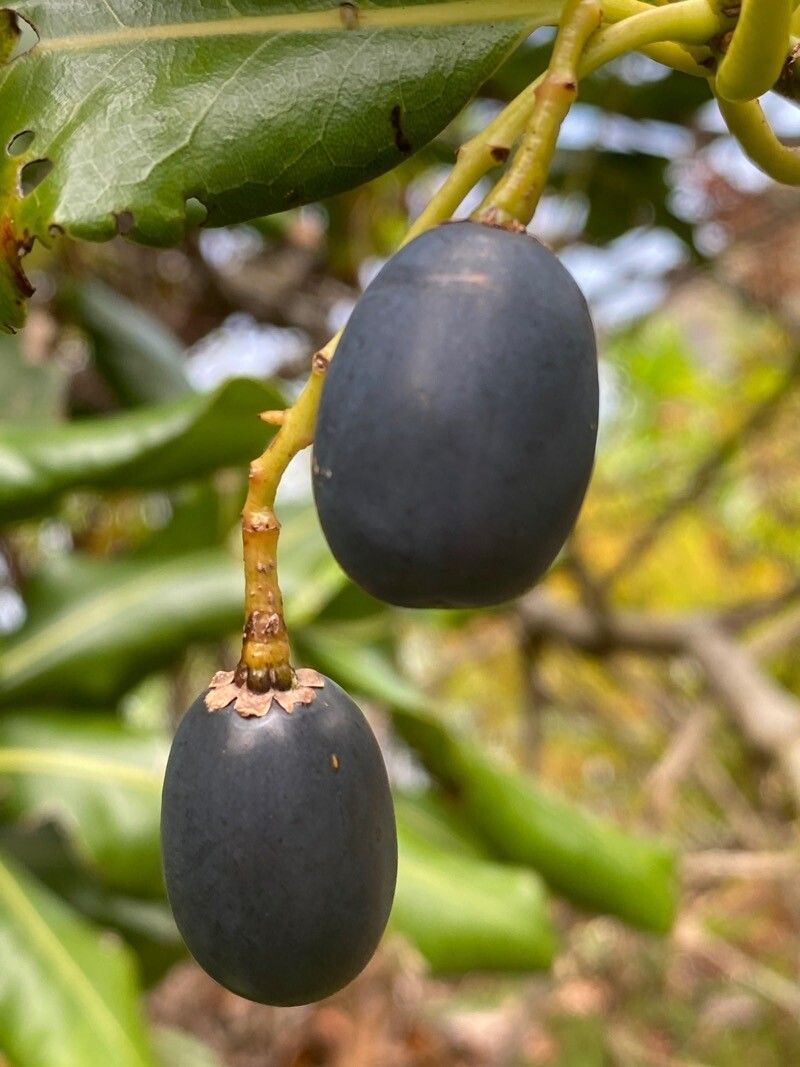 Persea barbujana fruit