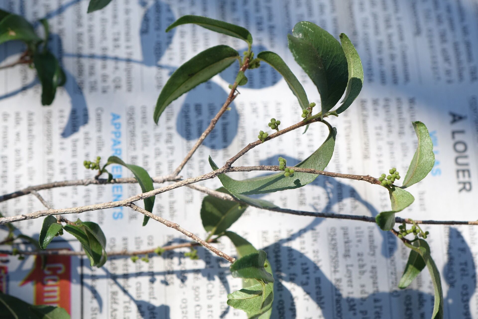 Vepris calcicola — search result for 'Vepris'