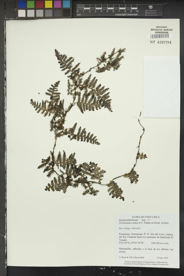 Trichomanes ankersii other