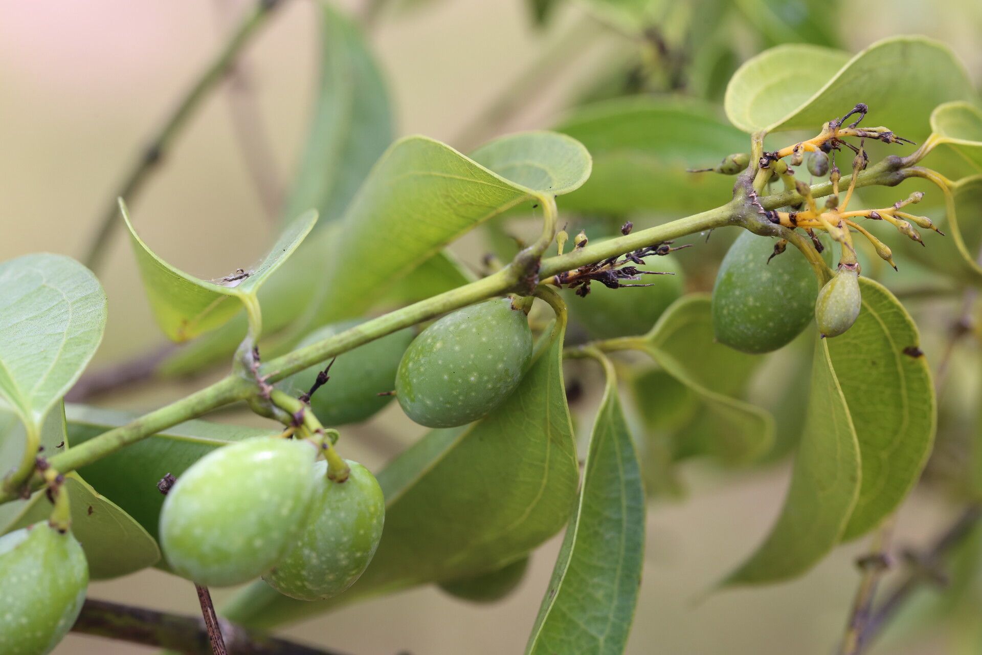 Strychnos xantha fruit