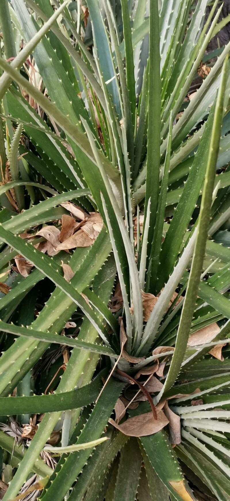 Dyckia princeps — houseplant care guide