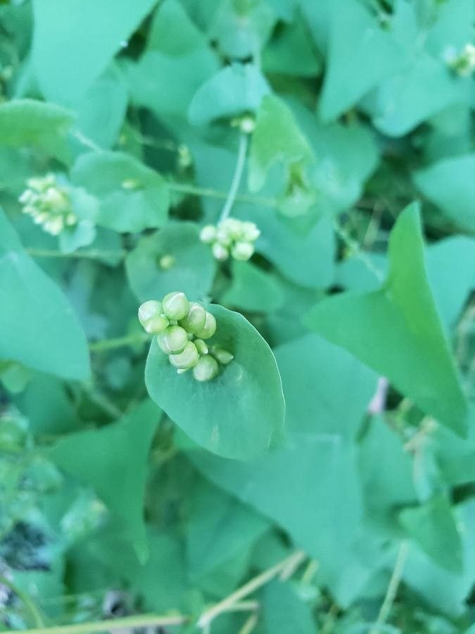 Persicaria perfoliata flower