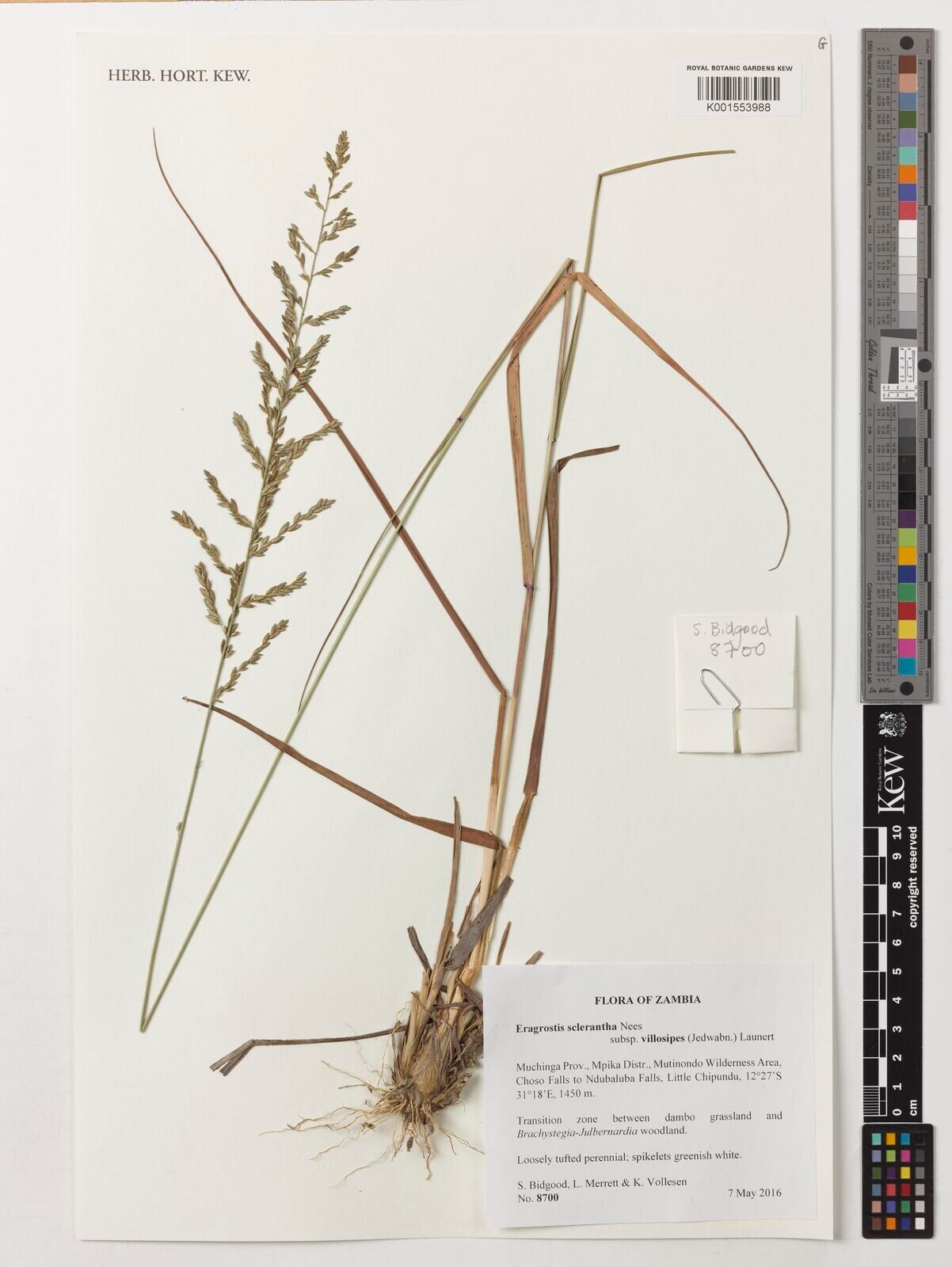 Eragrostis sclerantha — houseplant care guide