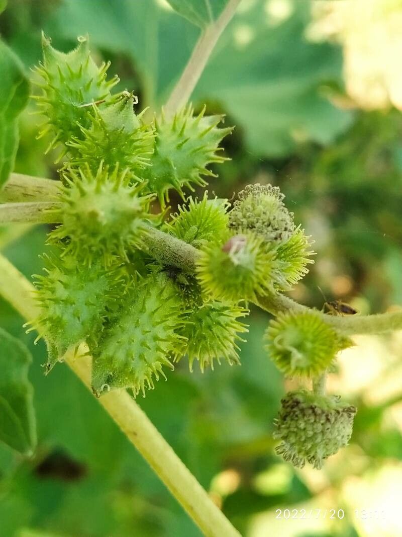 Xanthium albinum fruit