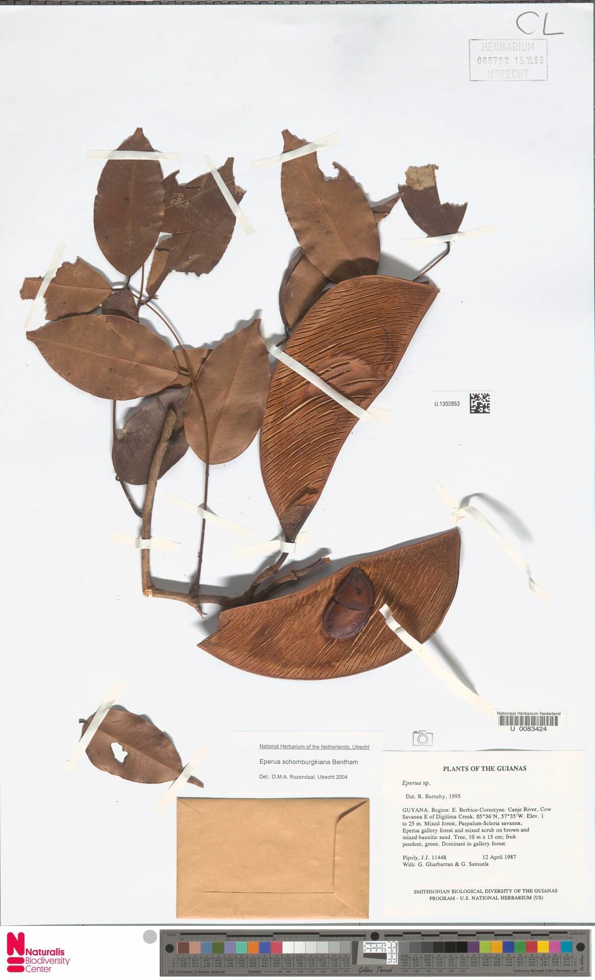 Eperua schomburgkiana fruit