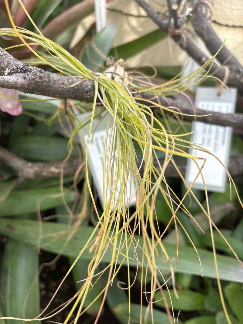 Tillandsia remota — houseplant care guide