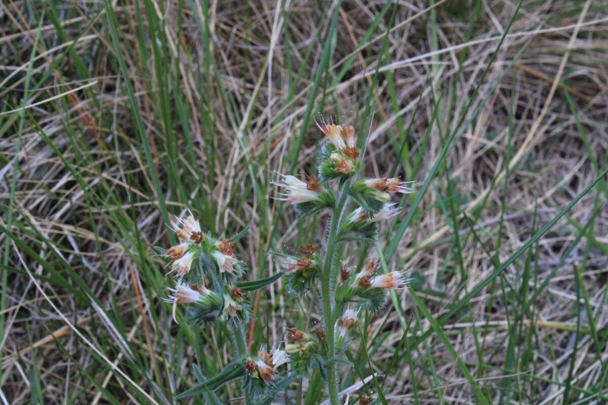 Echium flavum — houseplant care guide