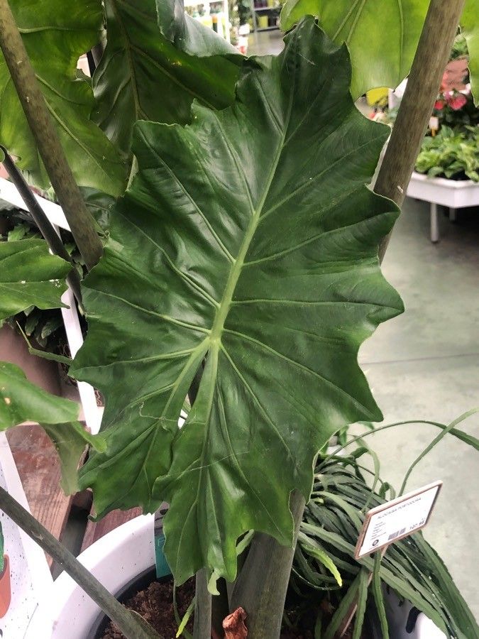 Alocasia odora leaf