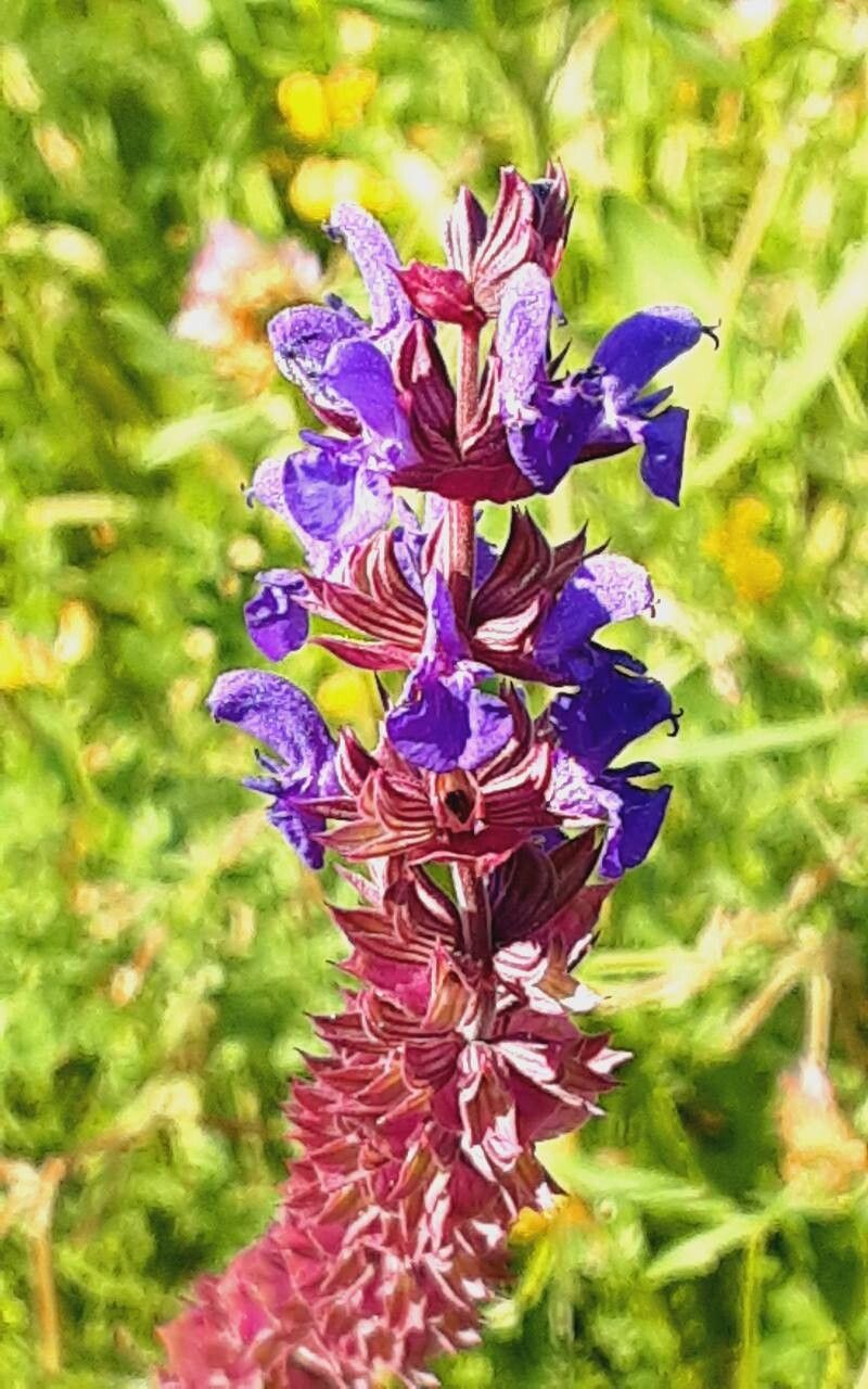 Salvia × digenea flower