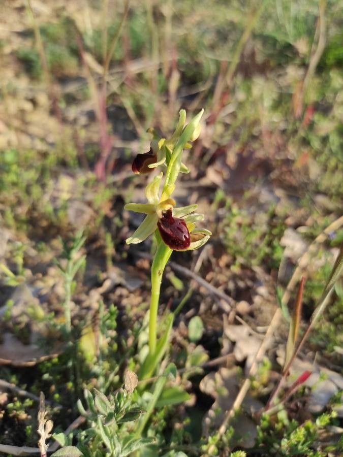 Ophrys aranifera fruit