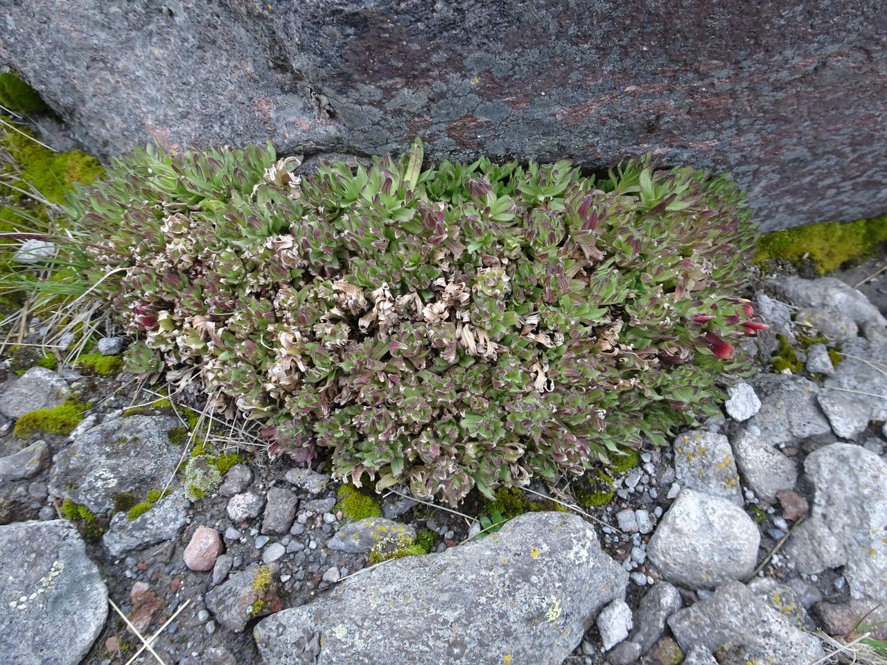 Castilleja toluccensis habit