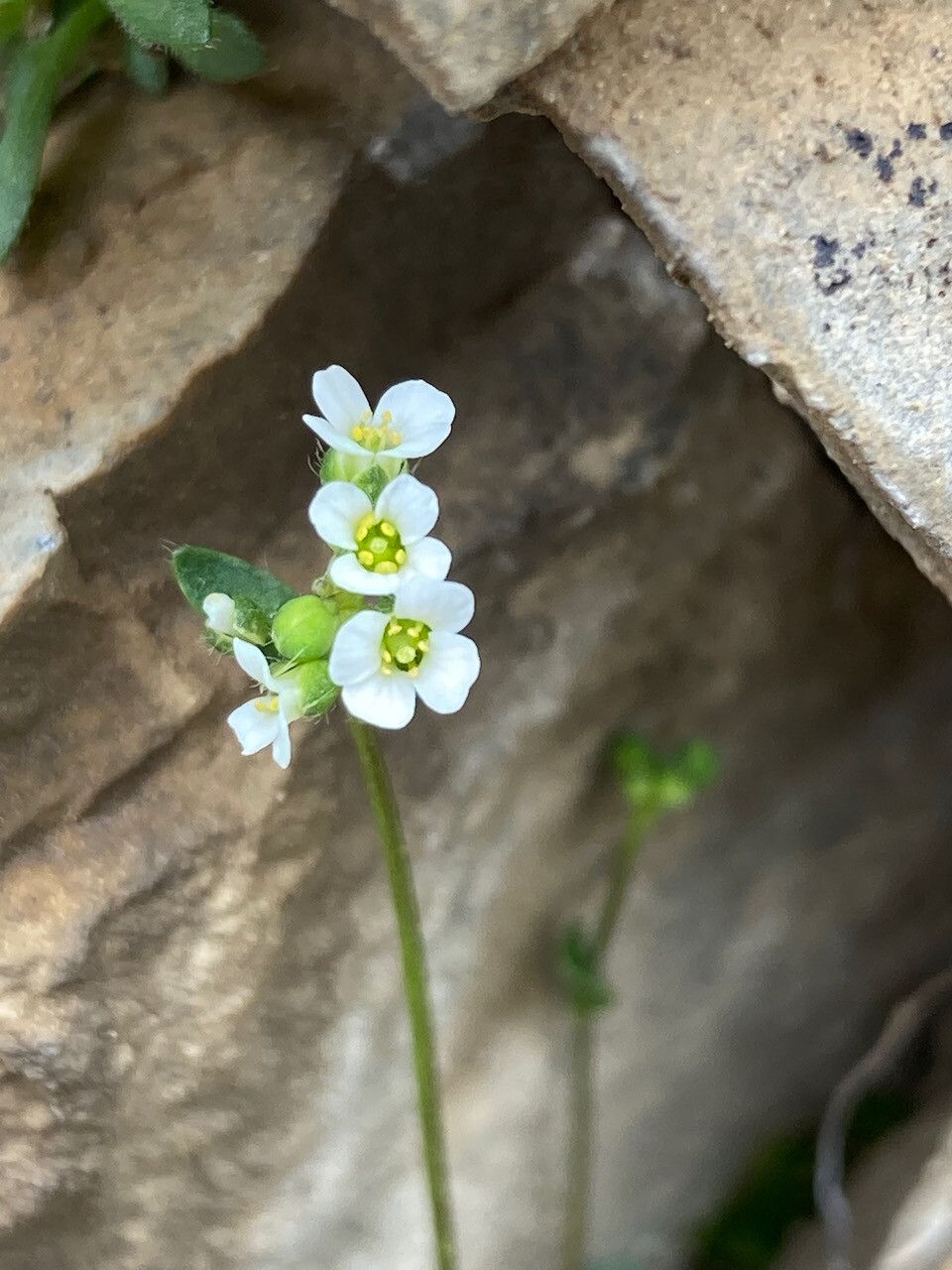 Draba siliquosa flower