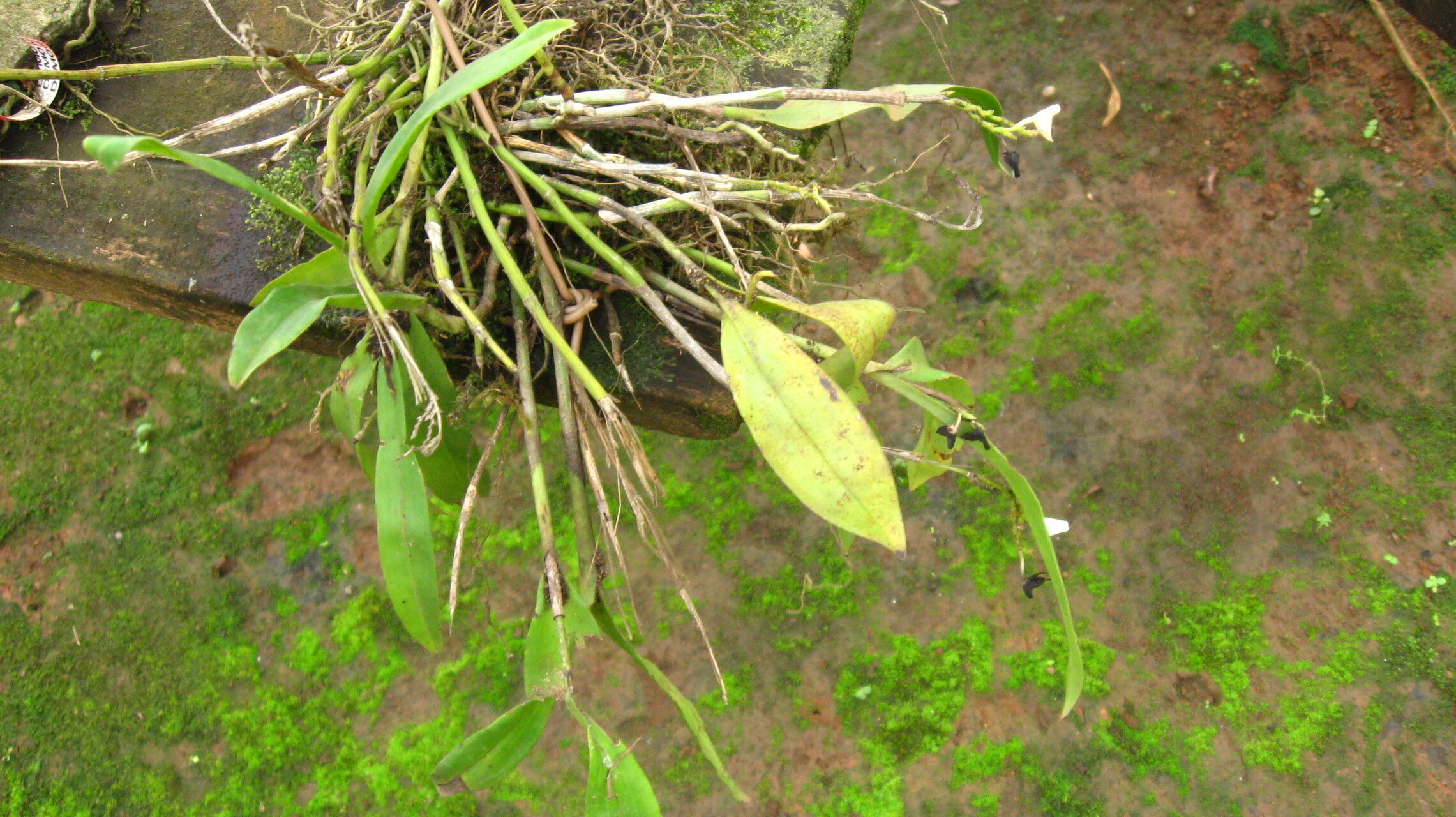 Polystachya albescens habit