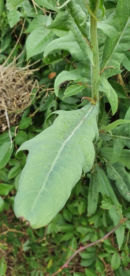 Launaea hafunensis — houseplant care guide