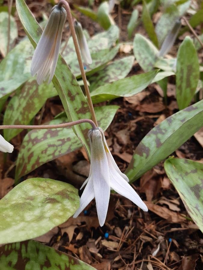 Erythronium albidum flower