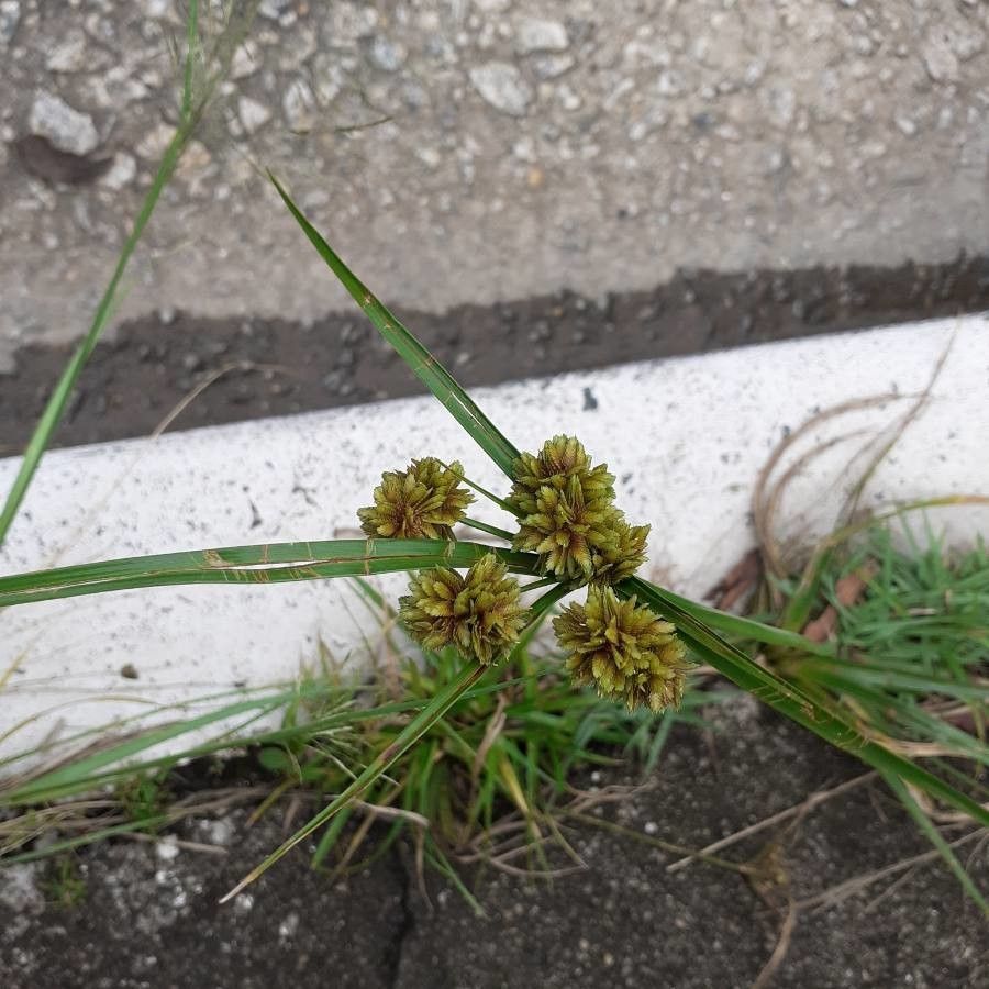 Eleocharis ovata flower