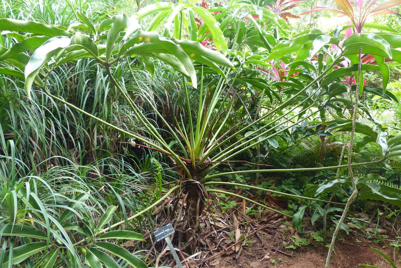 Philodendron goeldii habit