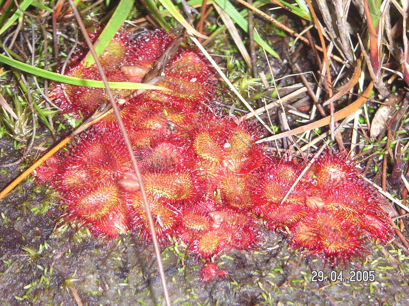 Drosera trinervia — search result for 'Drosera'