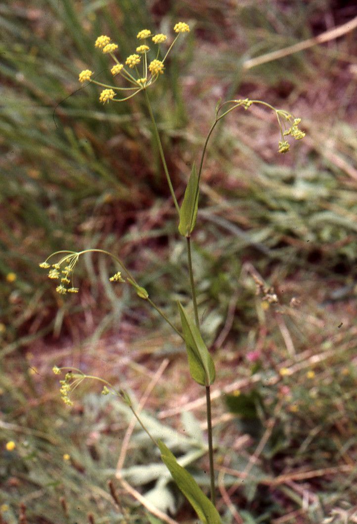 Bupleurum alpigenum habit