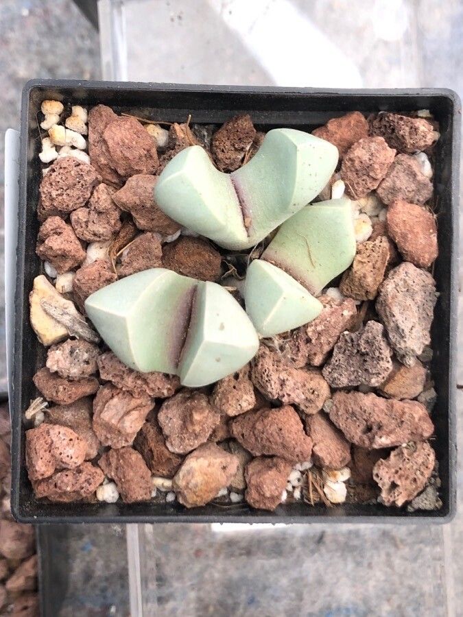 Lapidaria margaretae — search result for 'Aizoaceae'