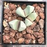 Lapidaria margaretae
