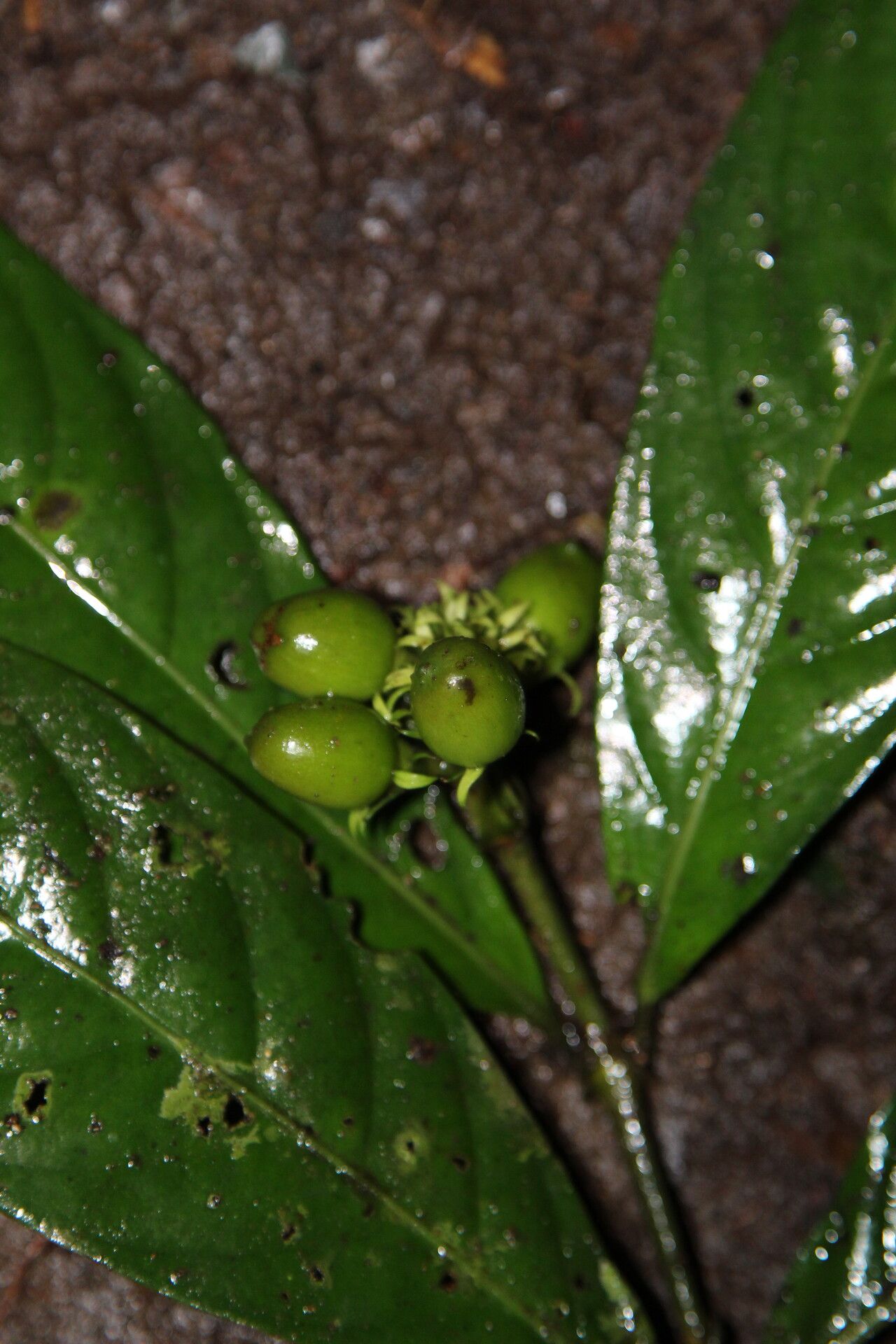 Gaertnera bieleri fruit