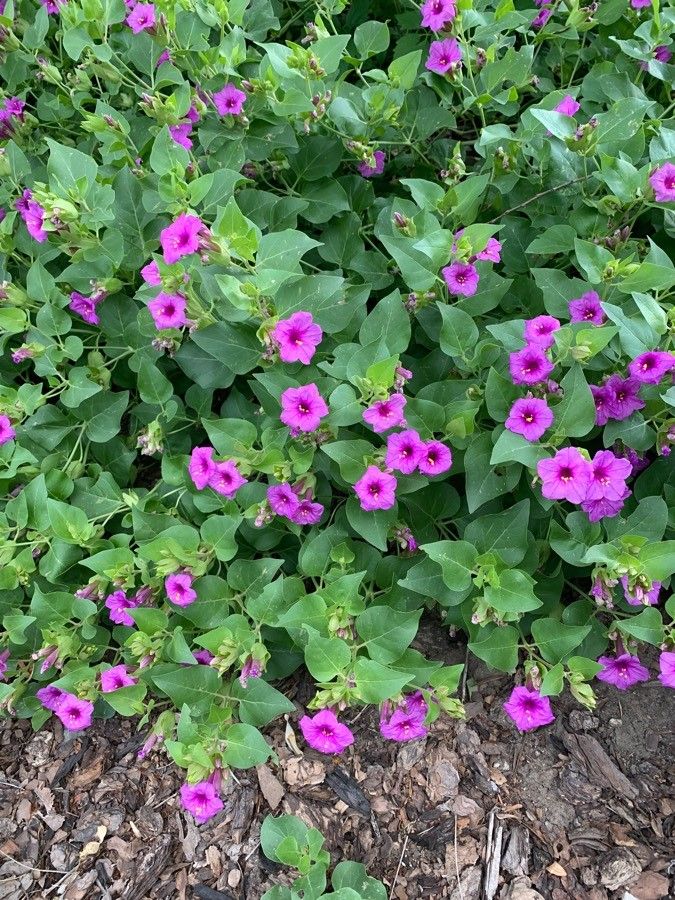Mirabilis multiflora flower