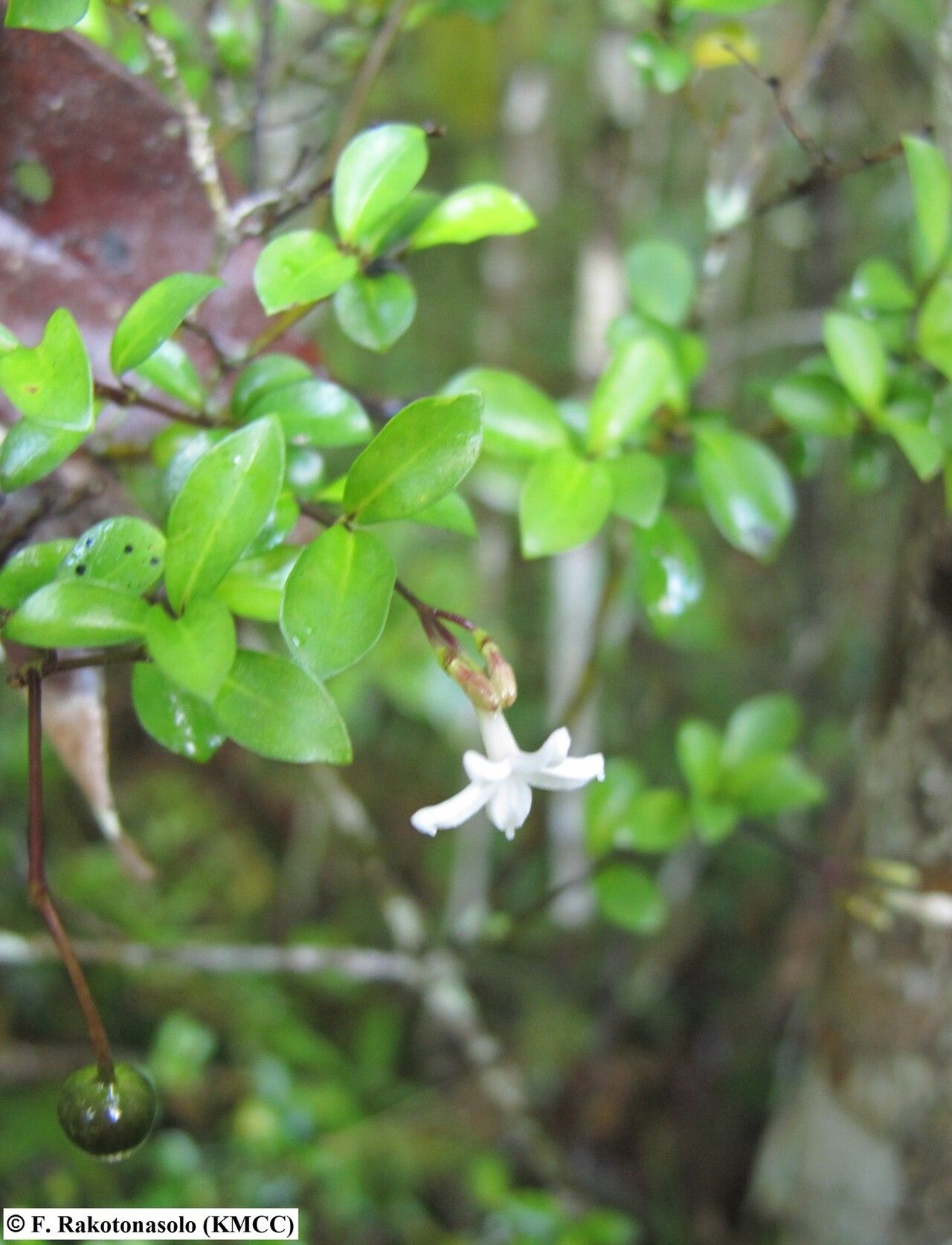 Chassalia betsilensis — houseplant care guide