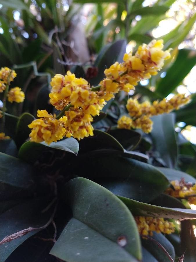 Camaridium anceps bark