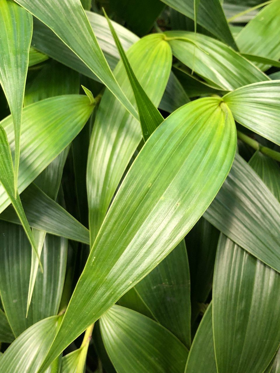 Sobralia cv. 'Mirabilis' — search result for 'Mirabilis'