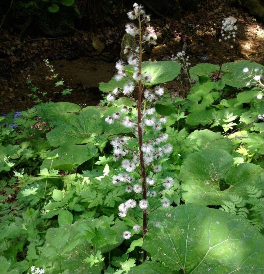 Petasites paradoxus fruit