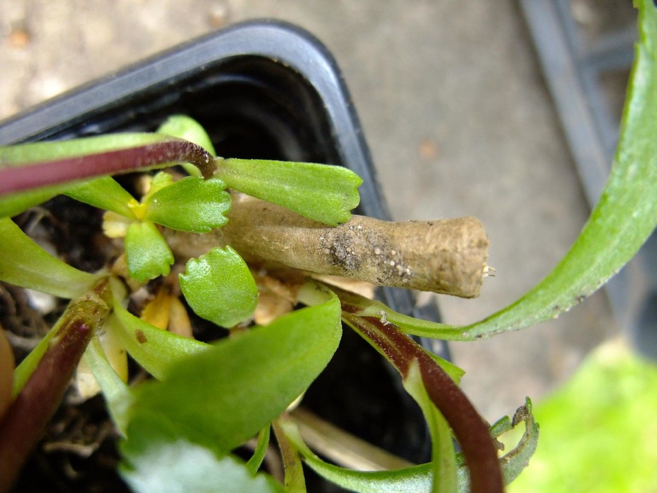 Aster miquelianus habit