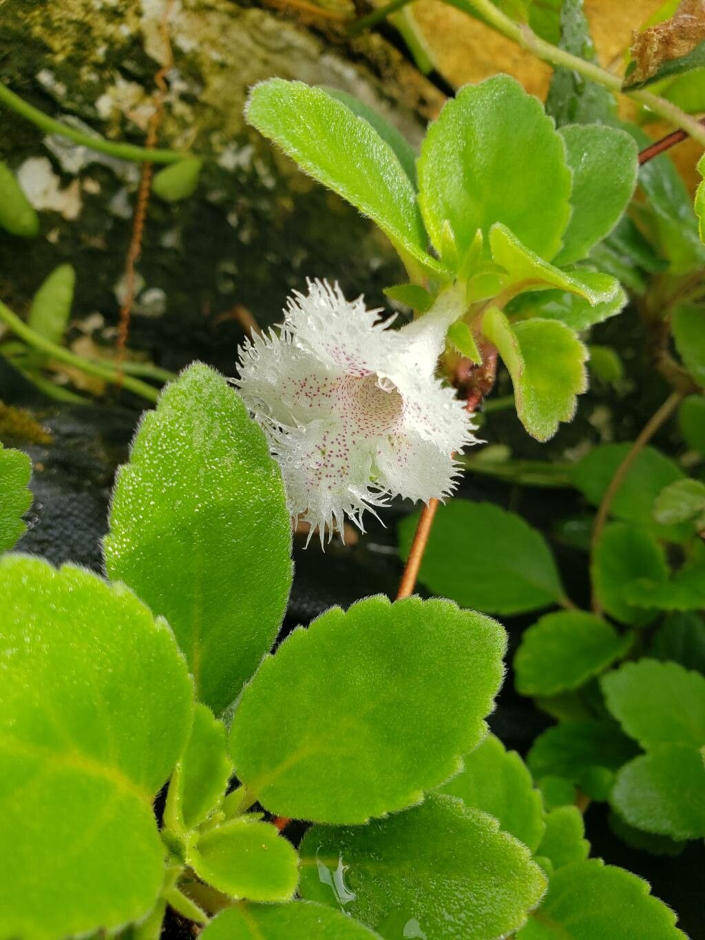 Alsobia dianthiflora flower