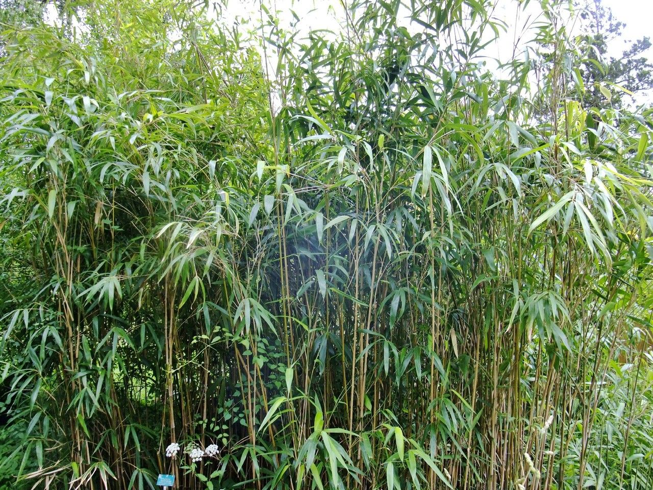 Pseudosasa japonica habit