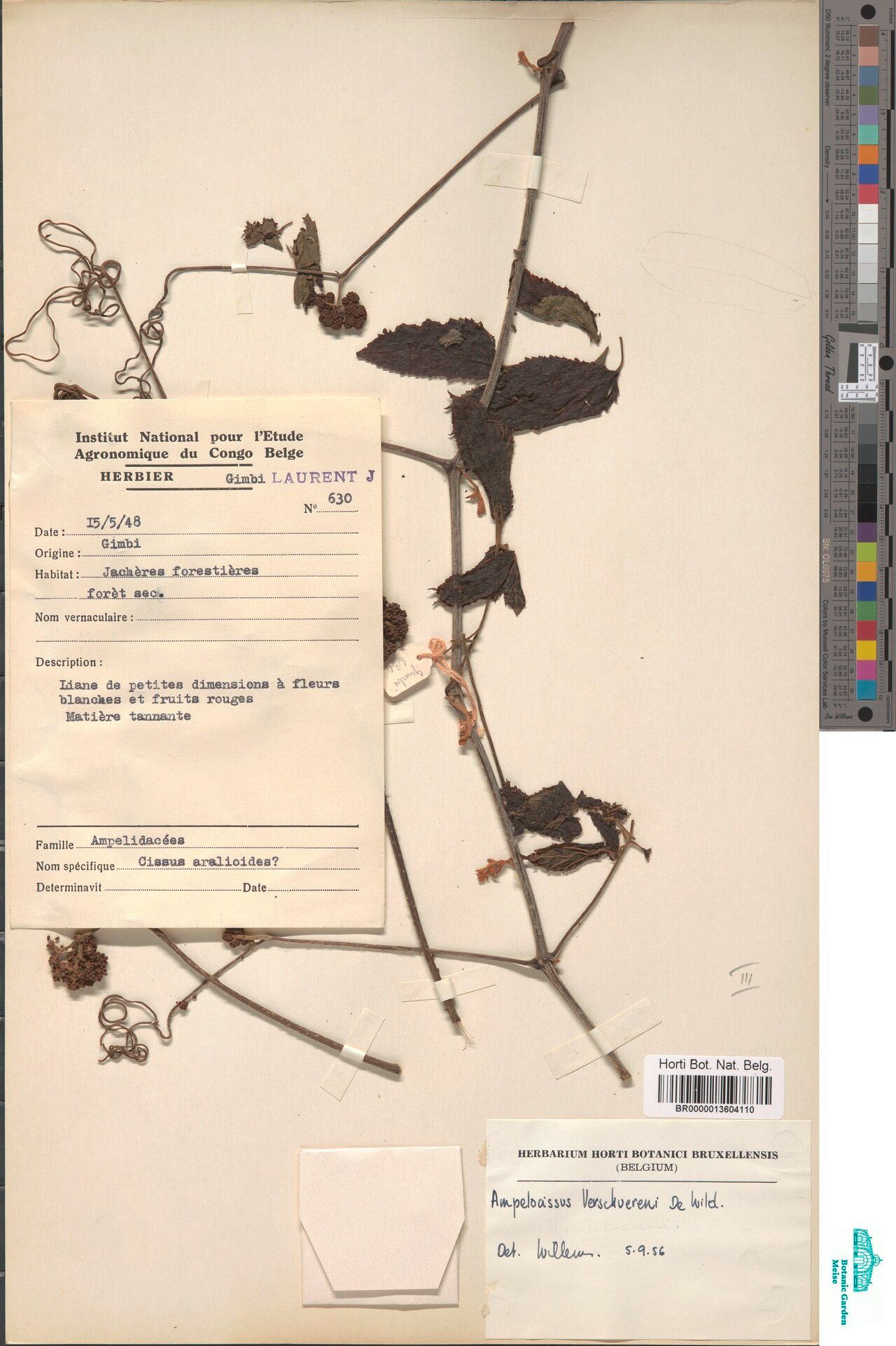 Ampelocissus verschuerenii — houseplant care guide