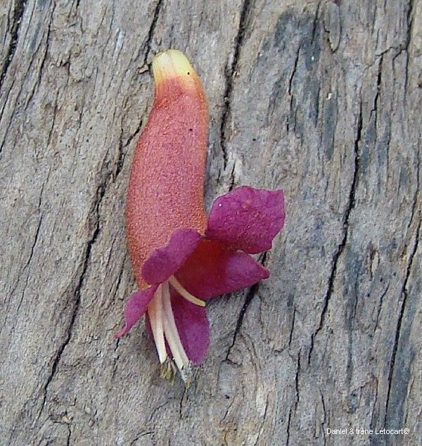 Vitex collina flower
