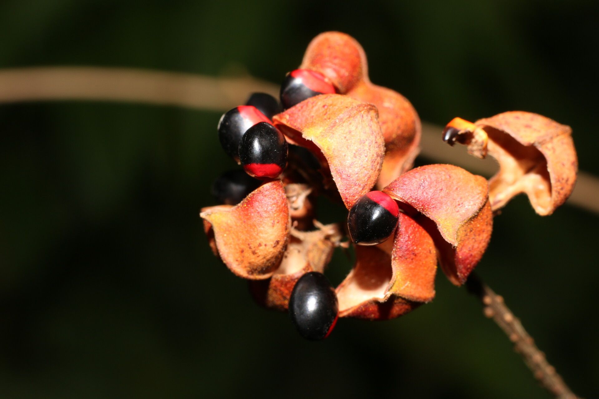 Rhynchosia erythrinoides fruit
