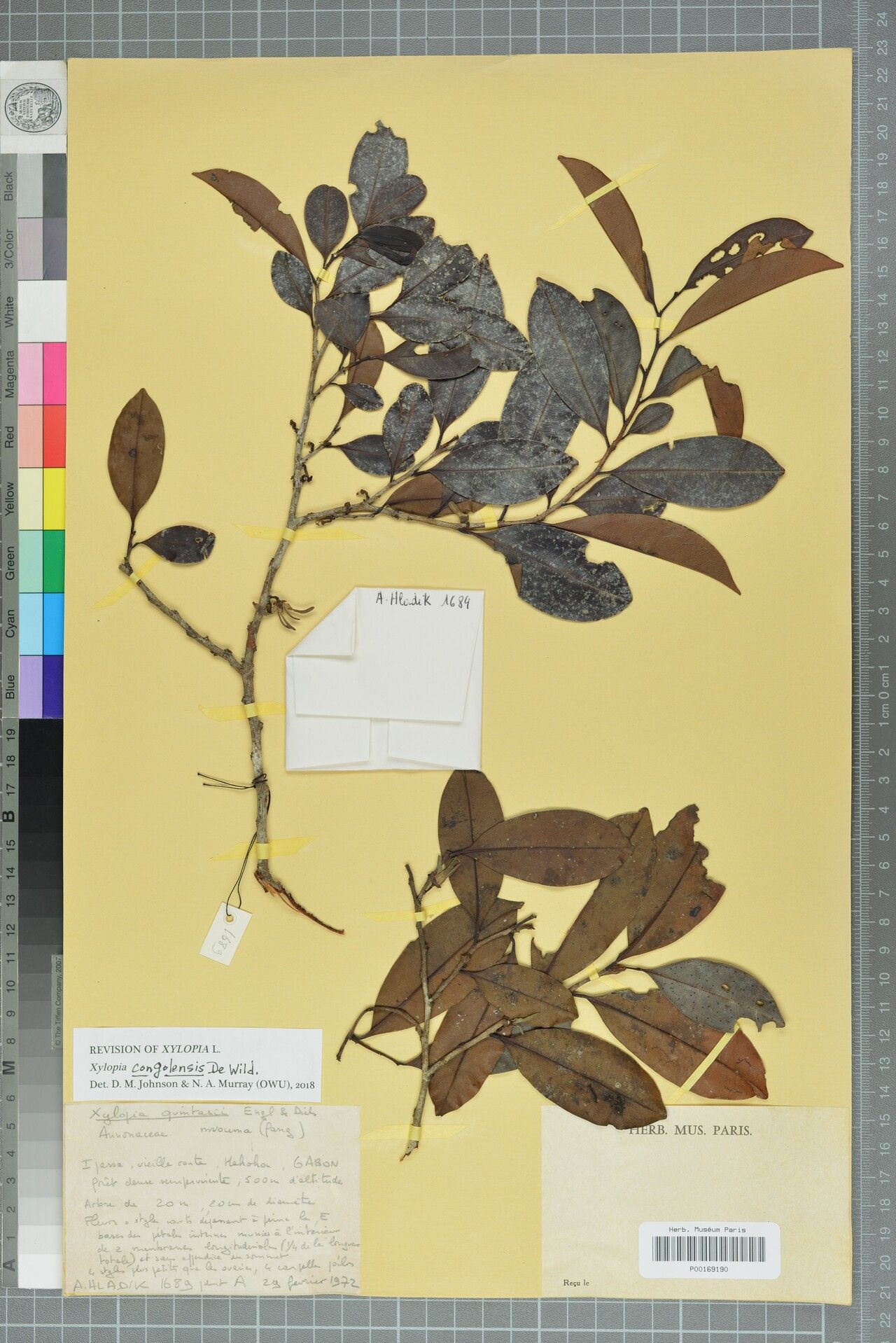 Xylopia congolensis — houseplant care guide