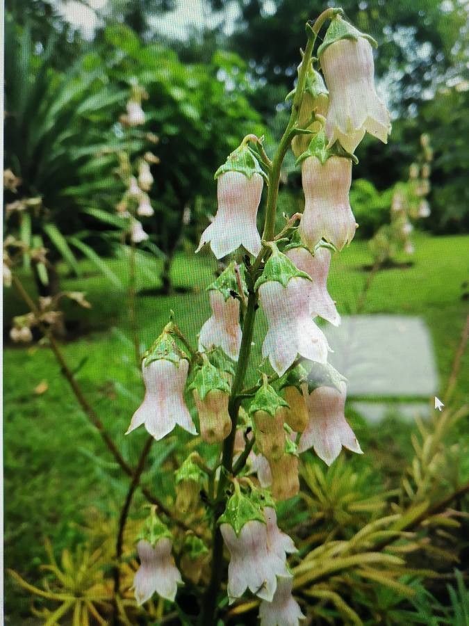 Azorina vidalii flower