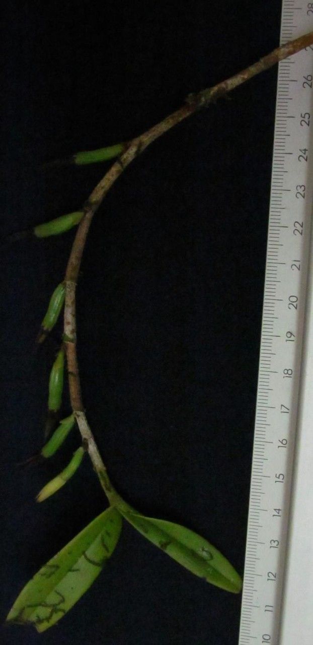 Epidendrum phragmites other