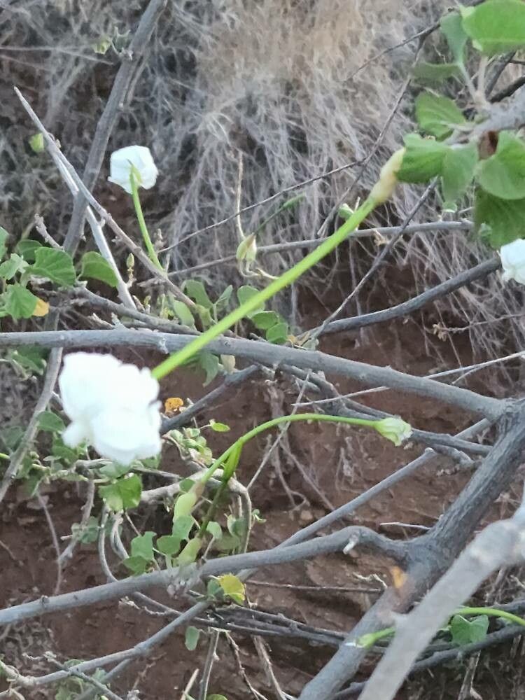 Turbina stenosiphon flower