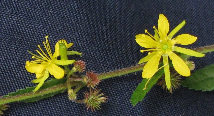 Triumfetta bogotensis — related species from the same genus