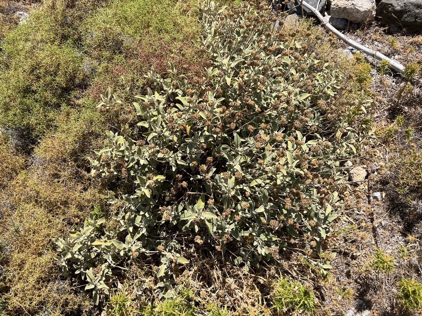 Phlomis cretica habit