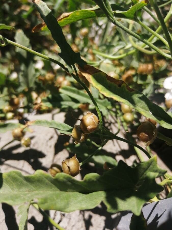 Convolvulus equitans fruit