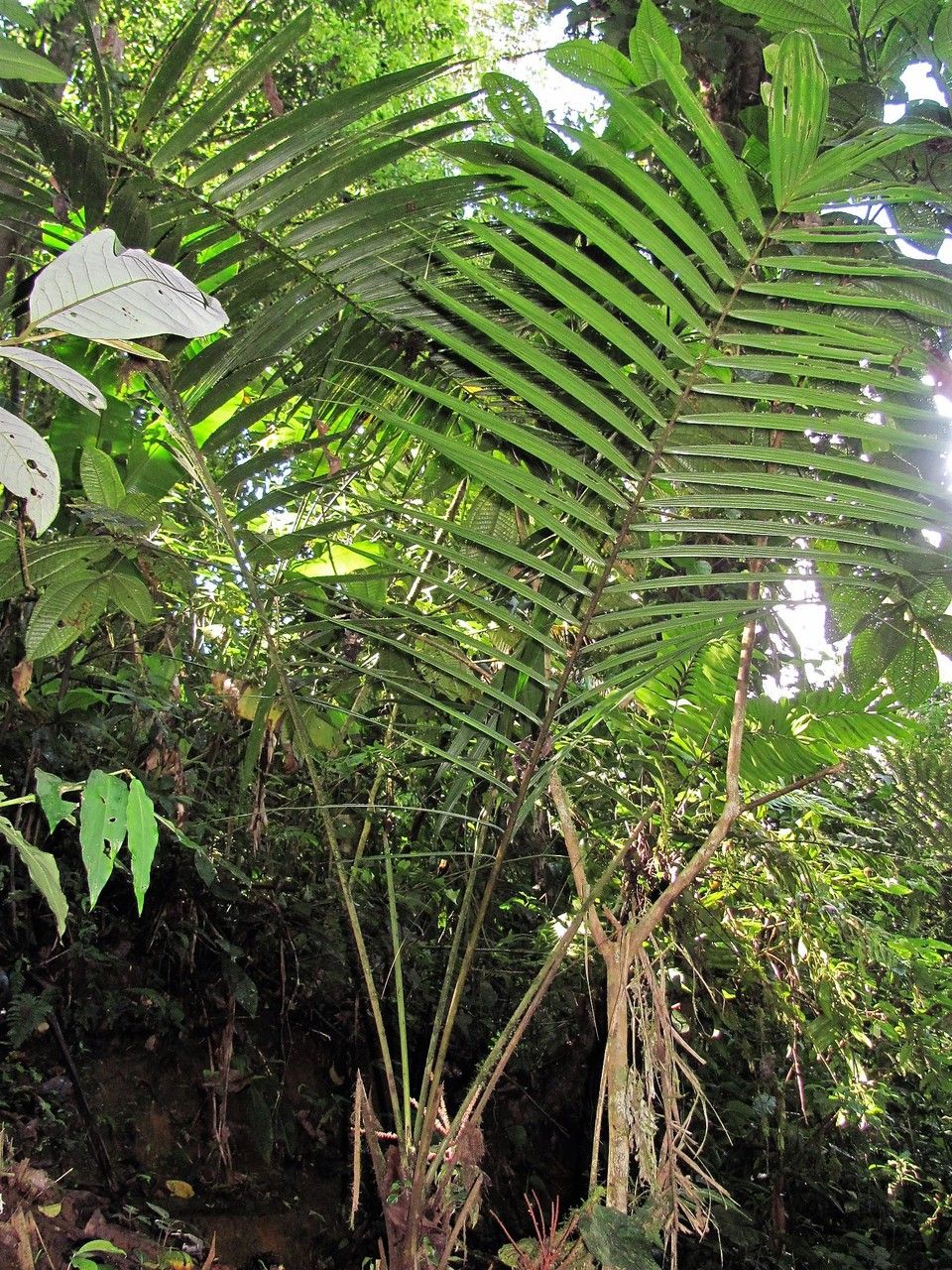 Prestoea longepetiolata habit